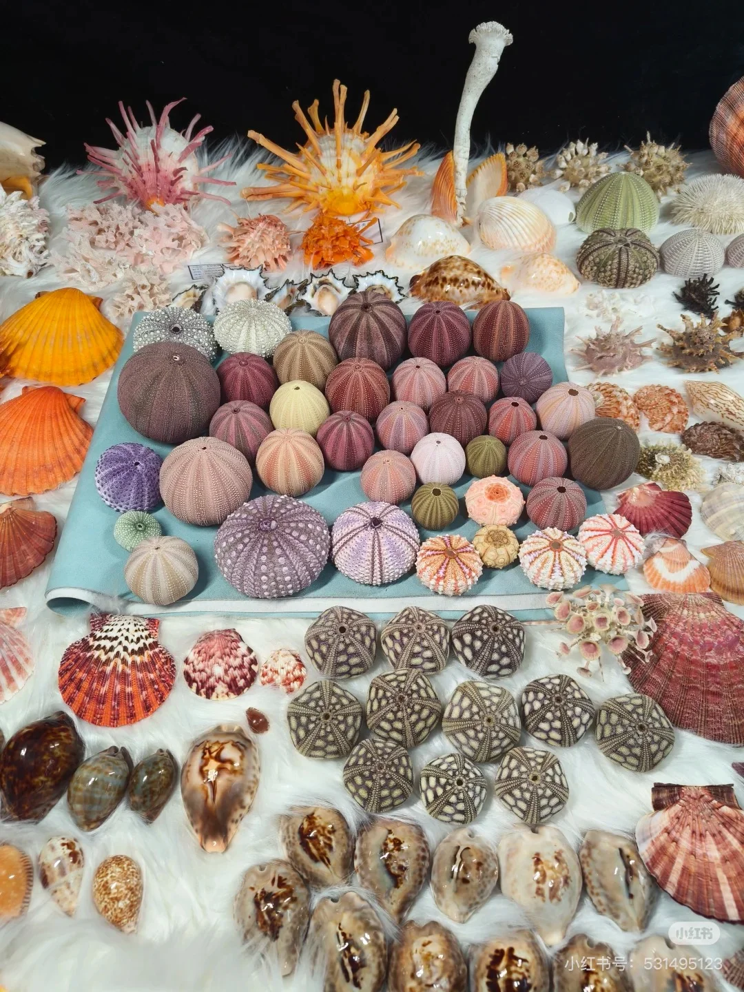 上海贝壳展，攻略来了