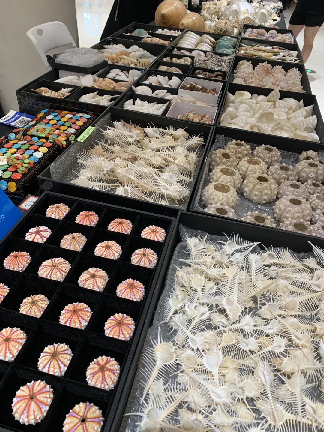 上海贝壳展，攻略来了