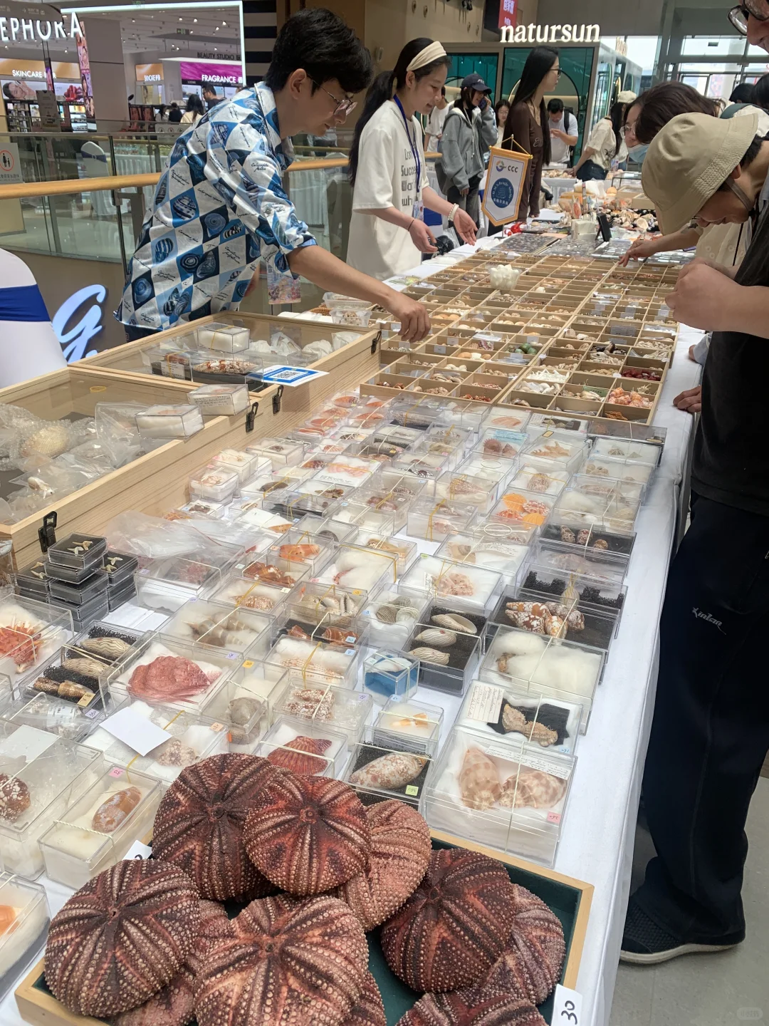 上海贝壳展，攻略来了