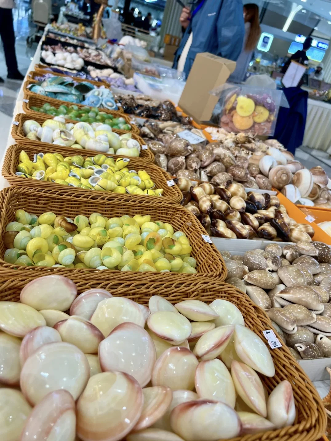 上海贝壳展，攻略来了