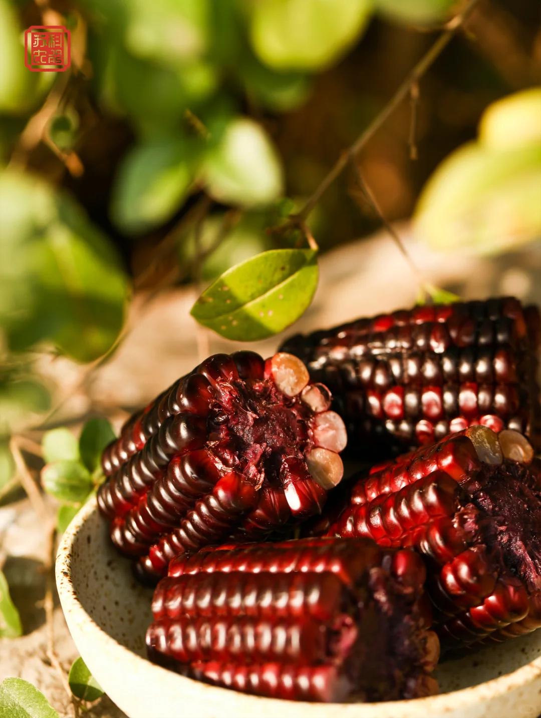 把江苏省农科院的好玉米带来小红书?