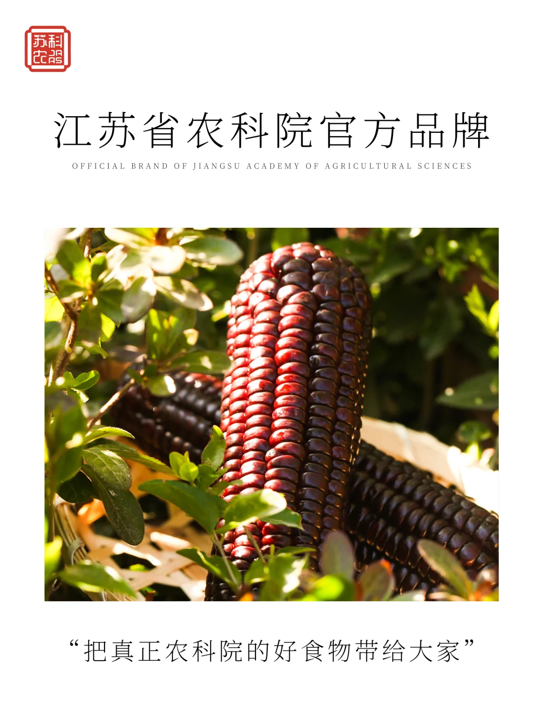 把江苏省农科院的好玉米带来小红书?