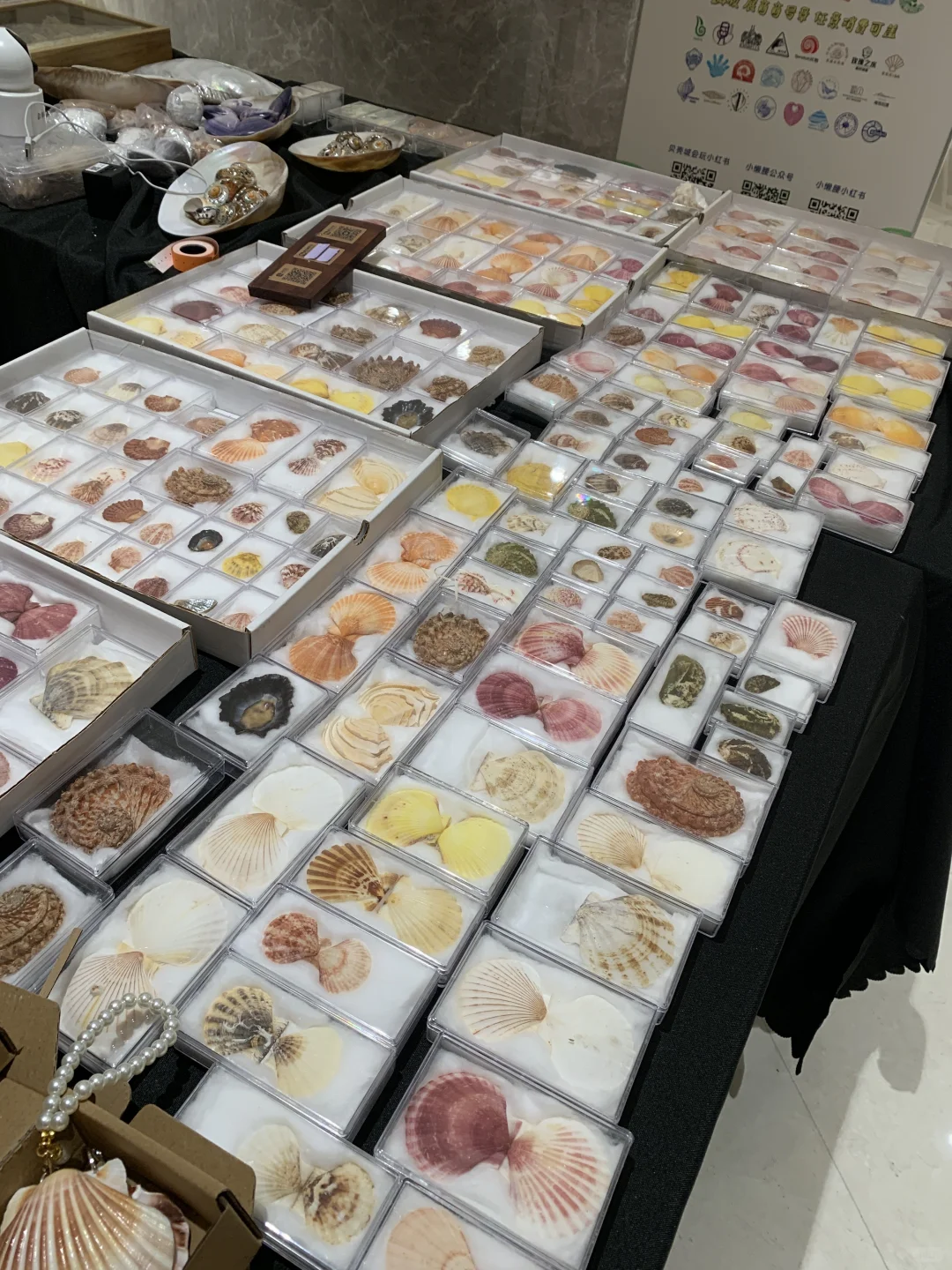 上海贝壳展，攻略来了