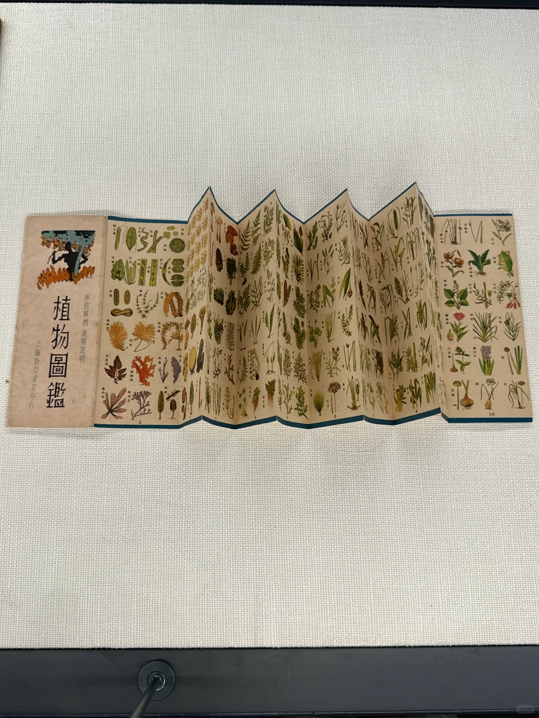 深圳新展！植物的美好香气，隔着屏幕都闻到了