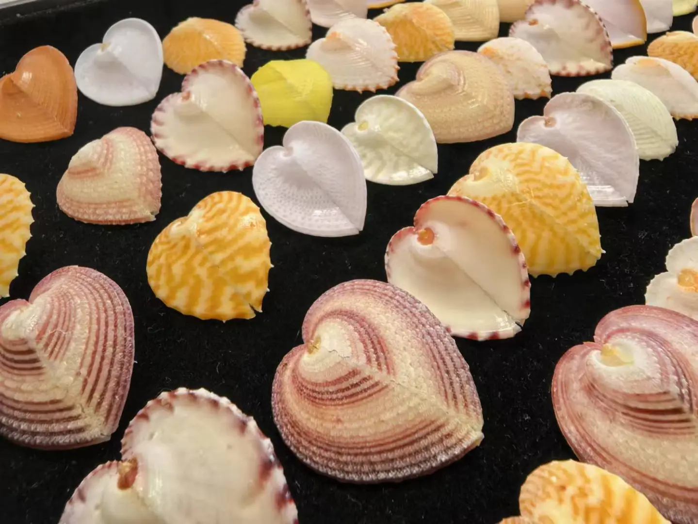 上海贝壳展，攻略来了