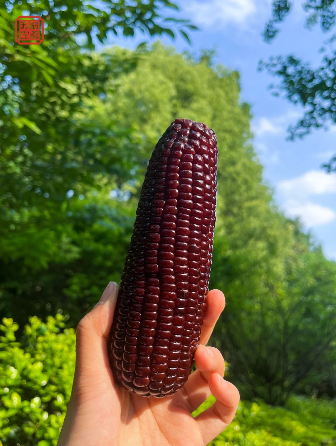 把江苏省农科院的好玉米带来小红书?