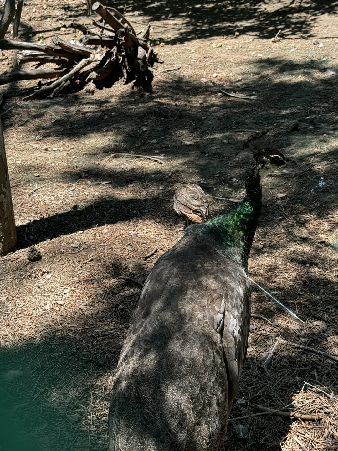 推介会两天摘牌 南航上岸