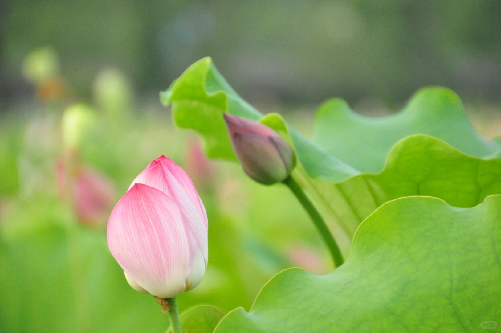 又是一年盛放时