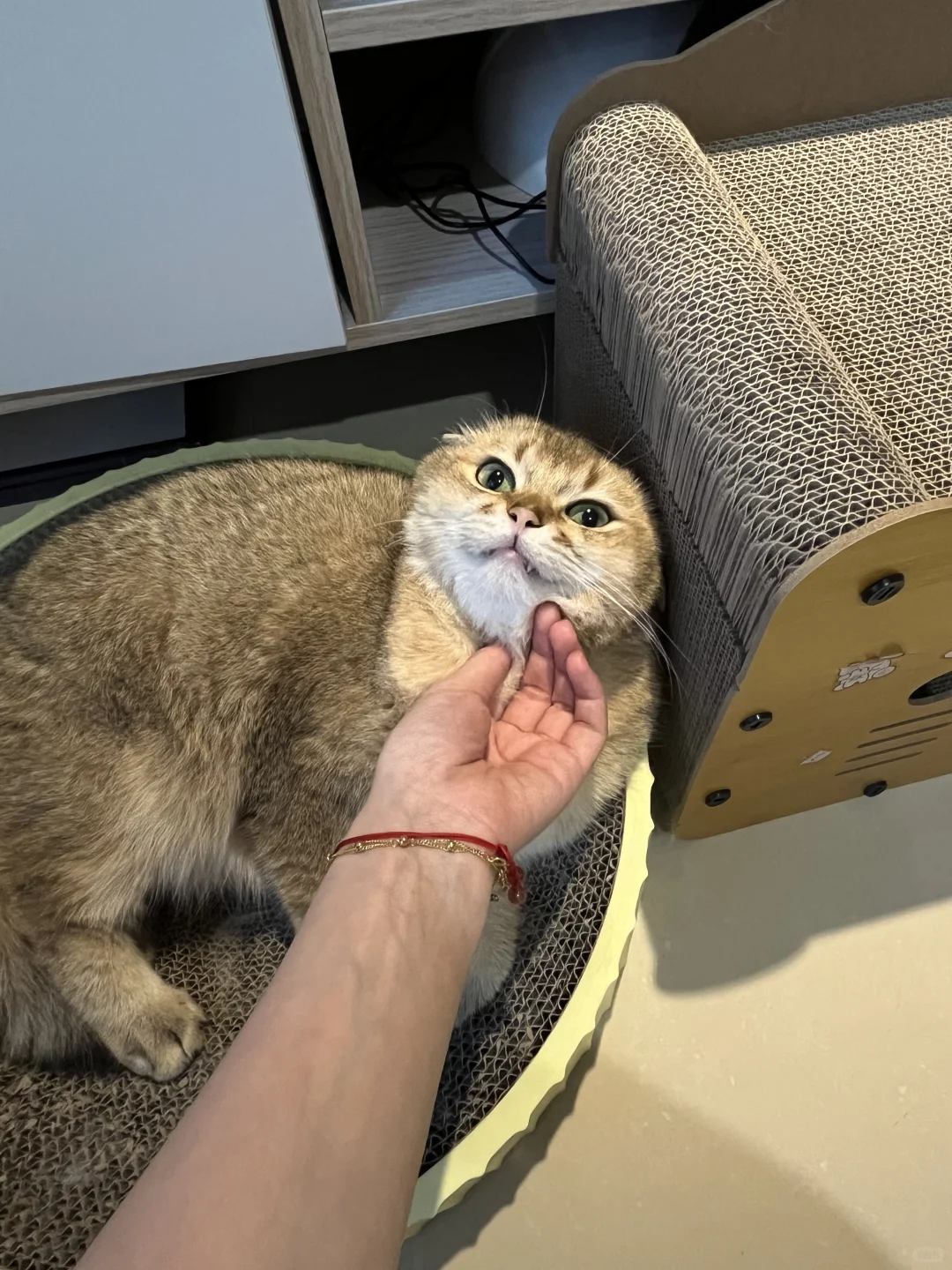 宠物用品社群团购