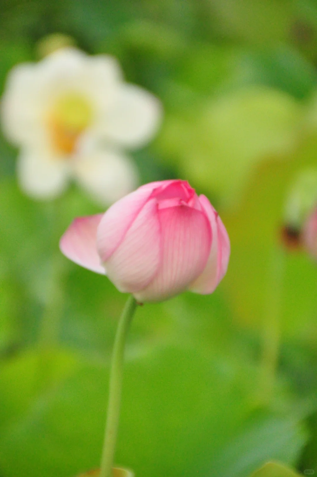 又是一年盛放时