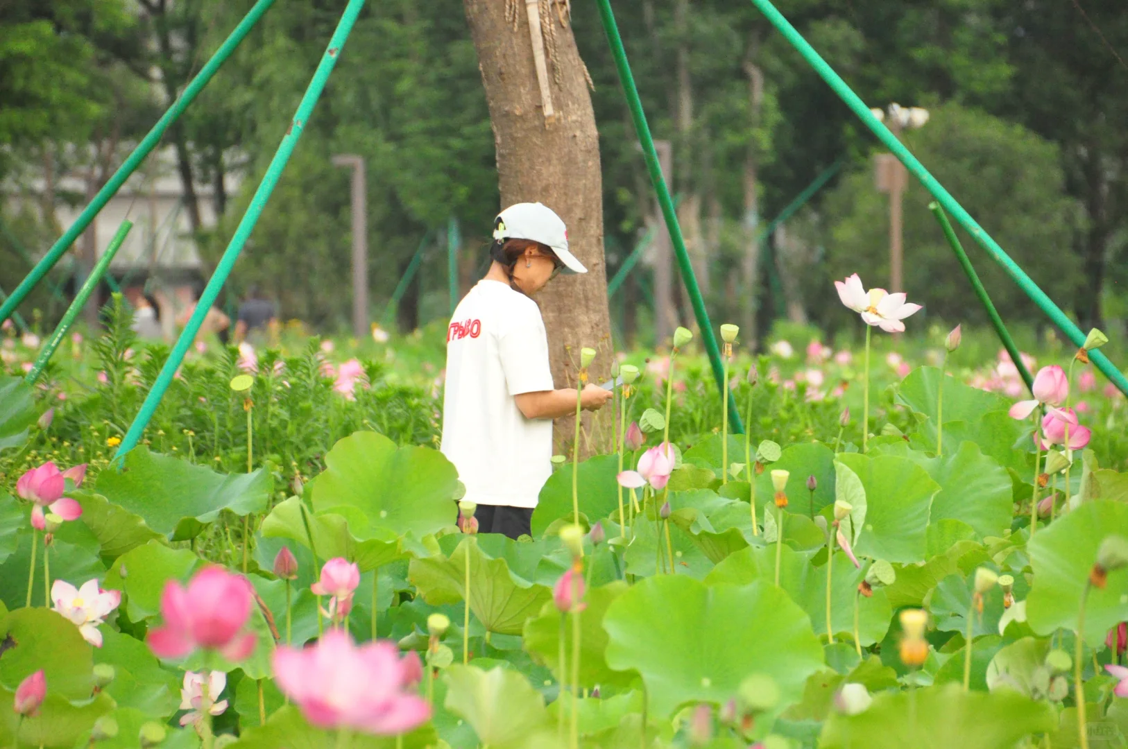 又是一年盛放时