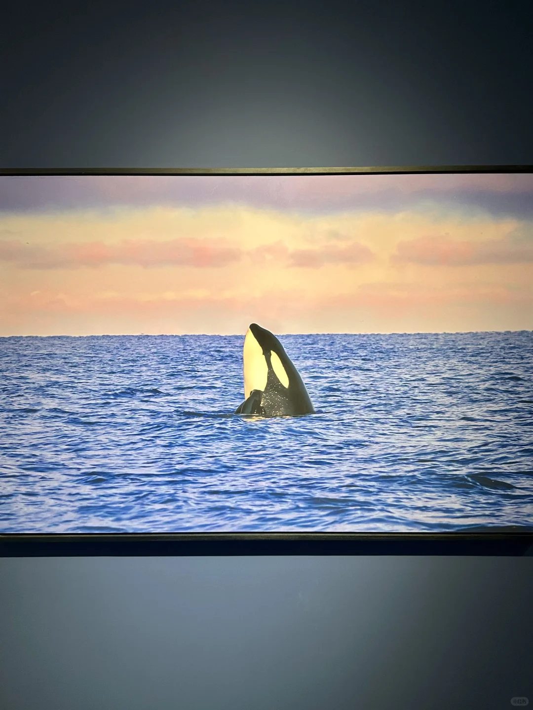 石家庄新展！终于来啦！? 太震撼啦！！