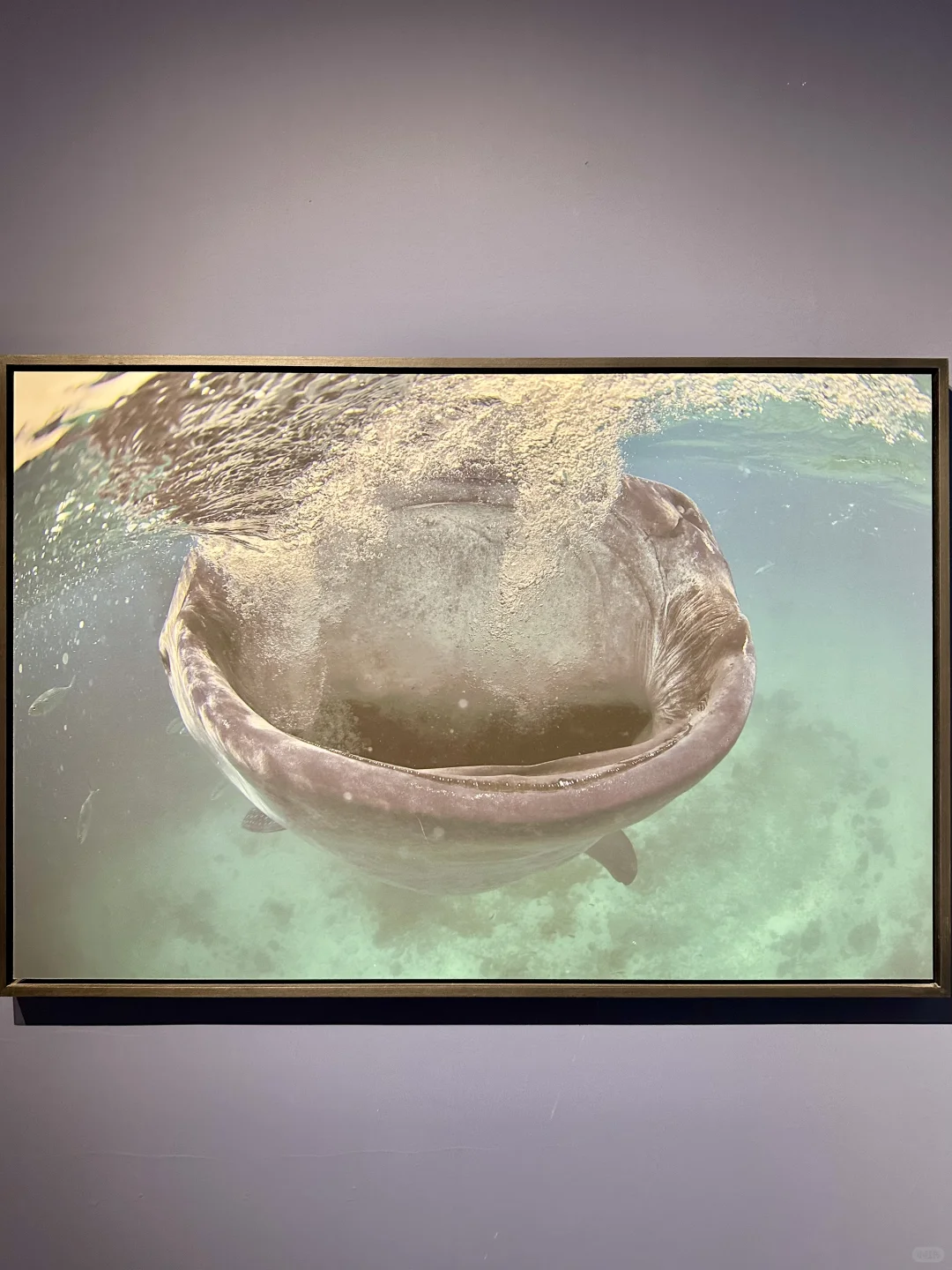 石家庄新展！终于来啦！? 太震撼啦！！