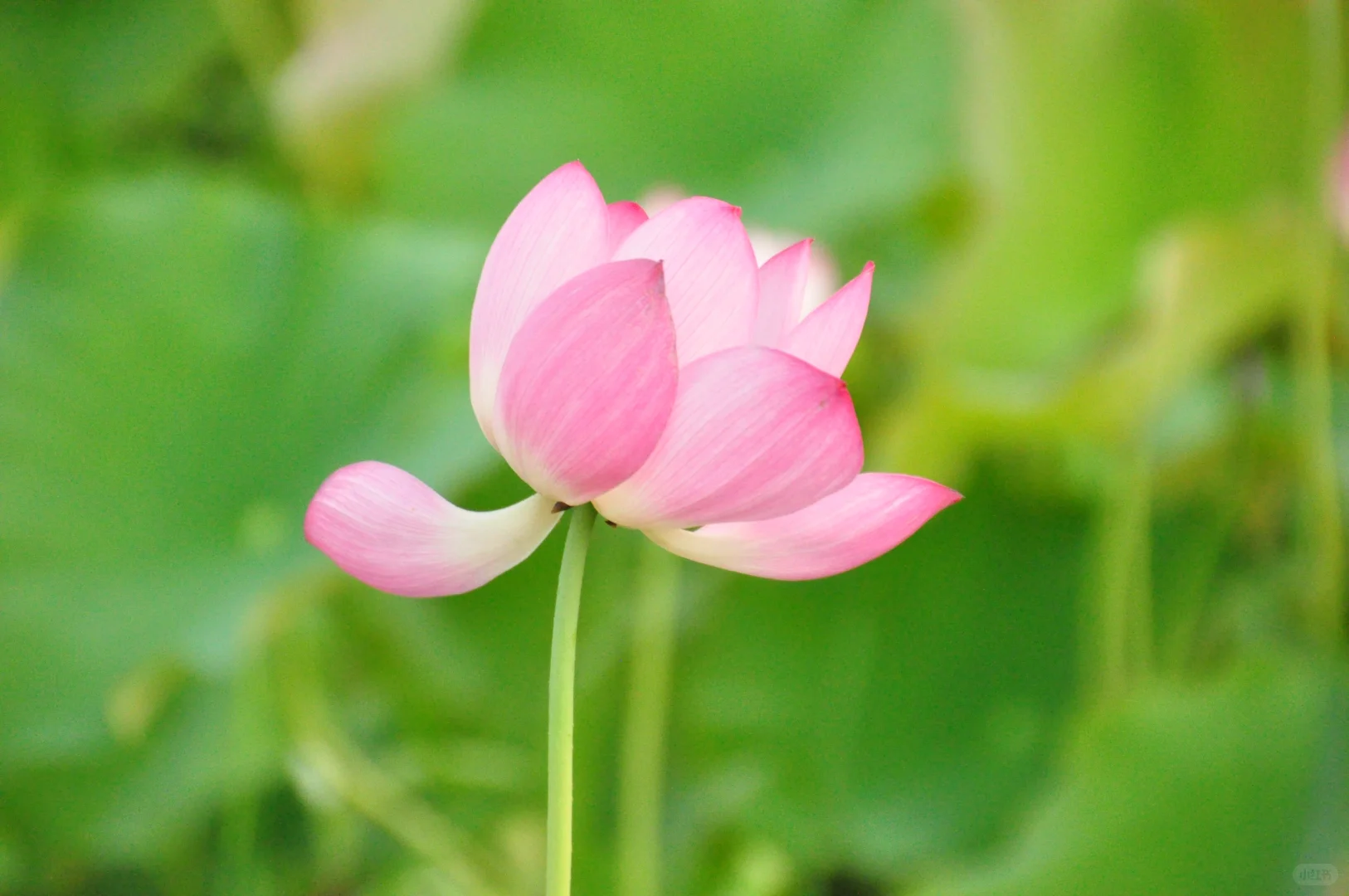 又是一年盛放时