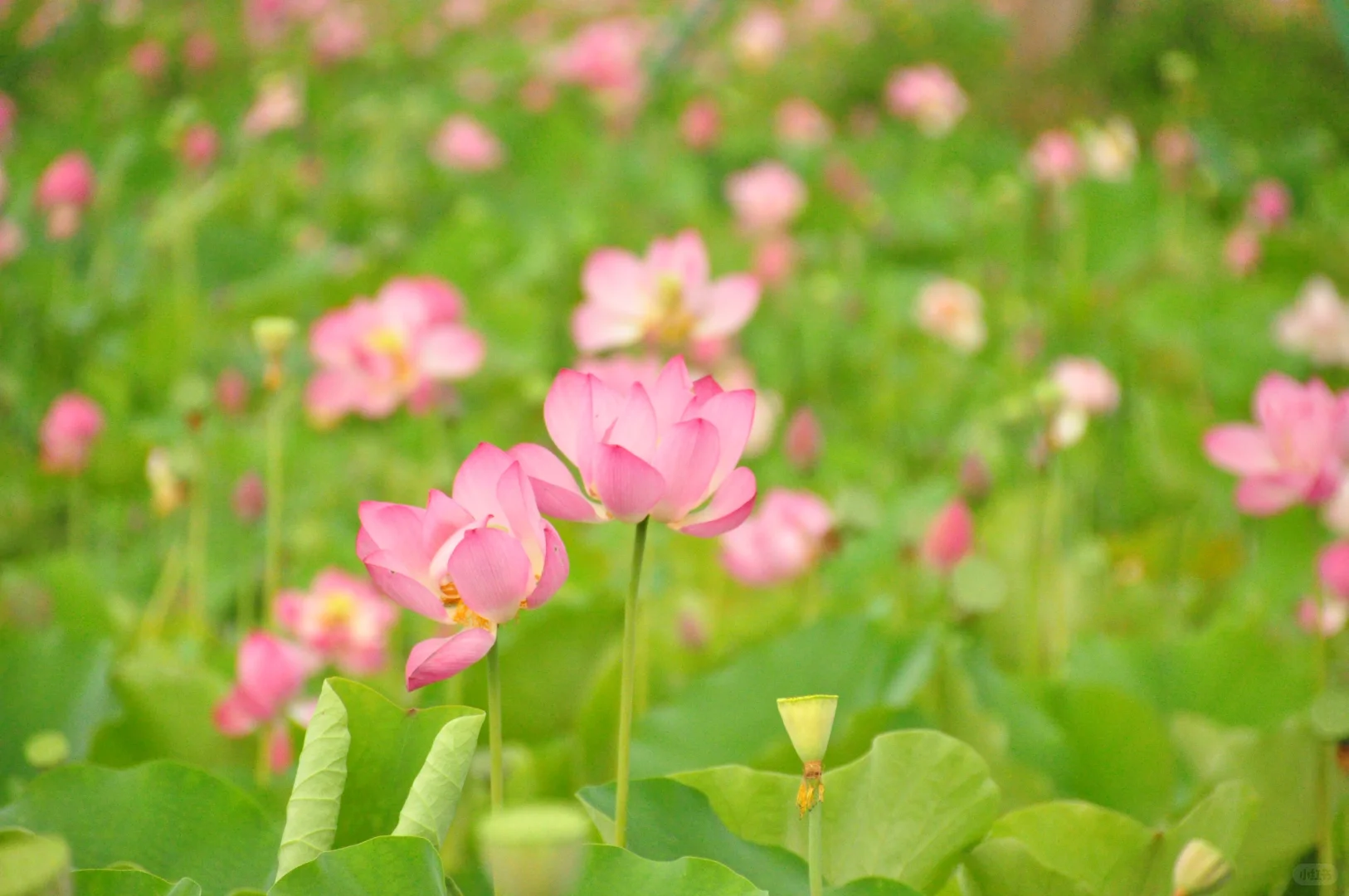 又是一年盛放时