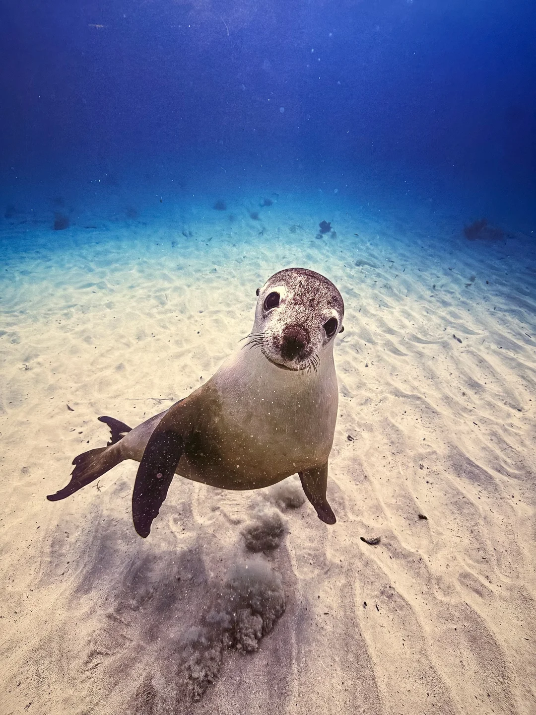 石家庄新展！终于来啦！? 太震撼啦！！