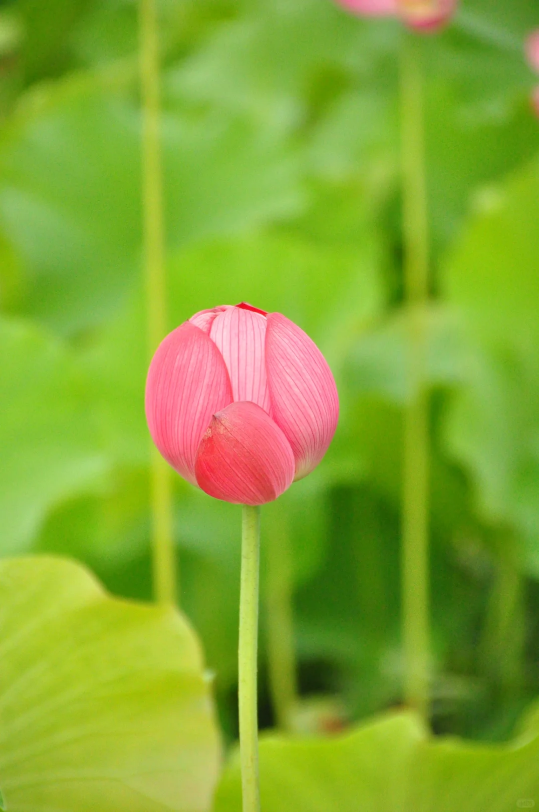 又是一年盛放时