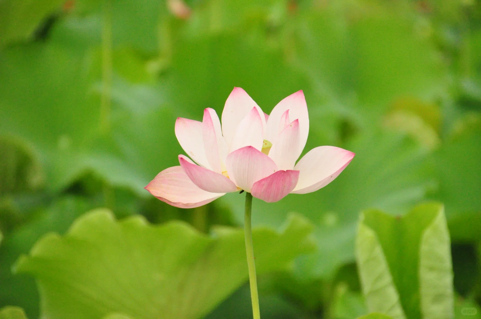 又是一年盛放时