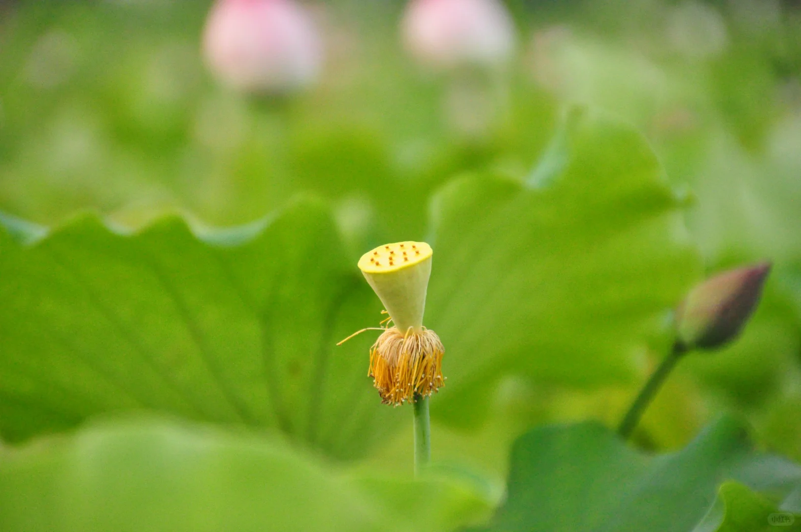 又是一年盛放时