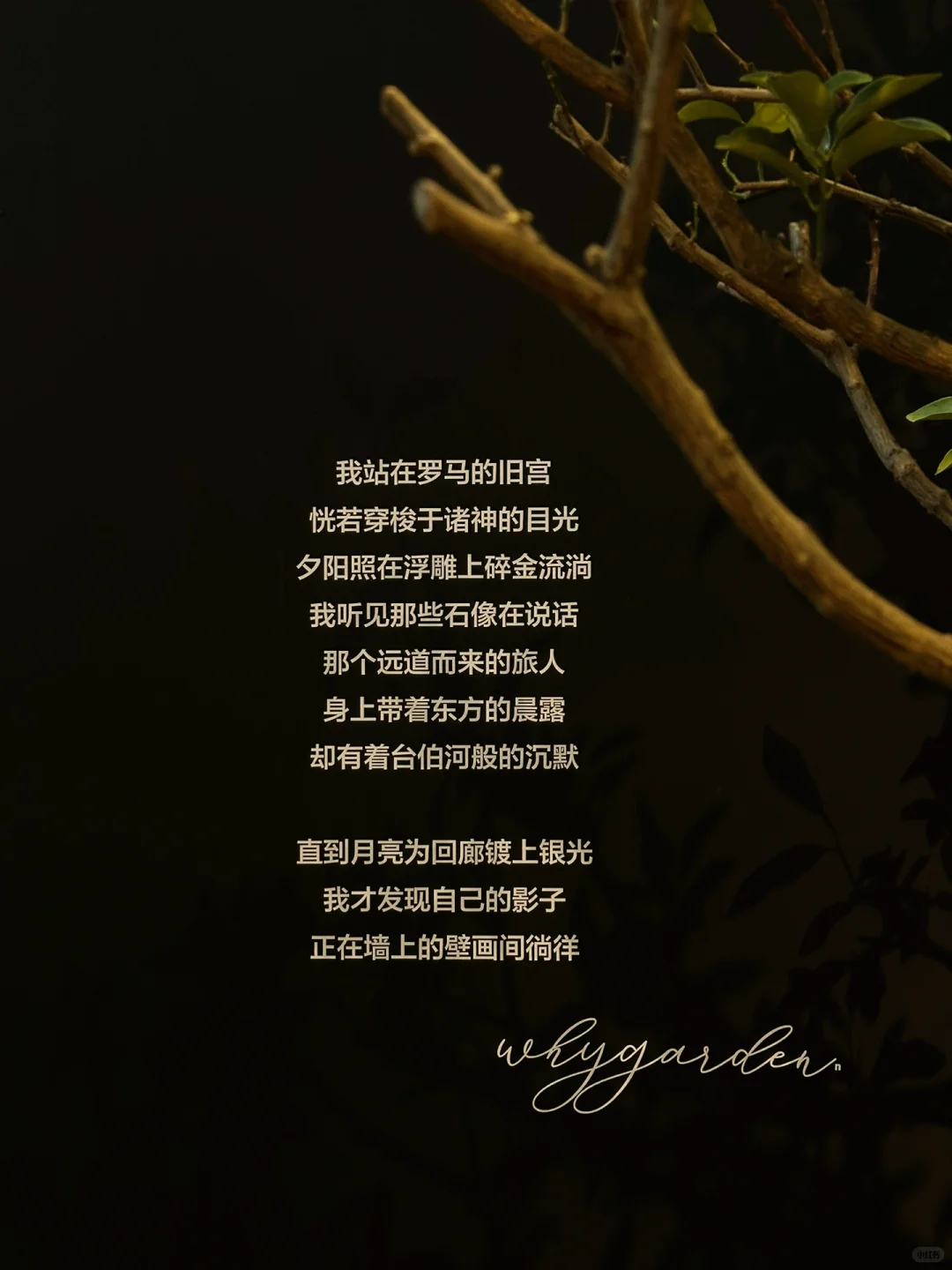 AVE ROMA｜WHYGARDEN 设计上海2025