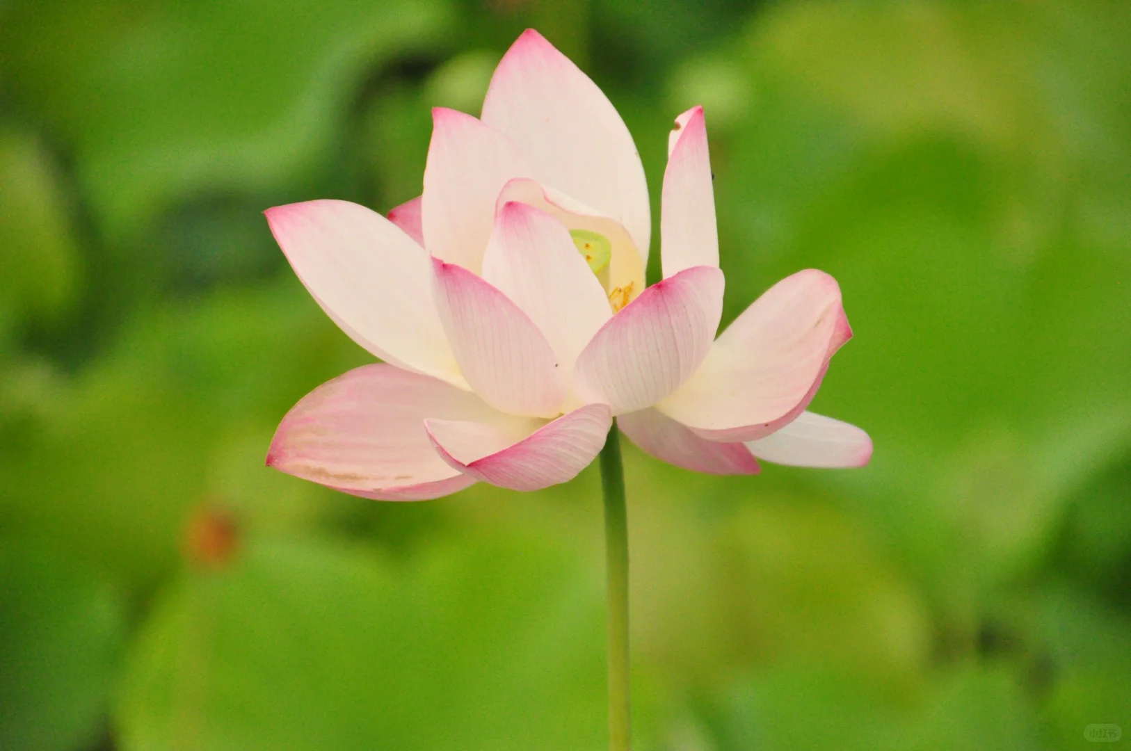 又是一年盛放时