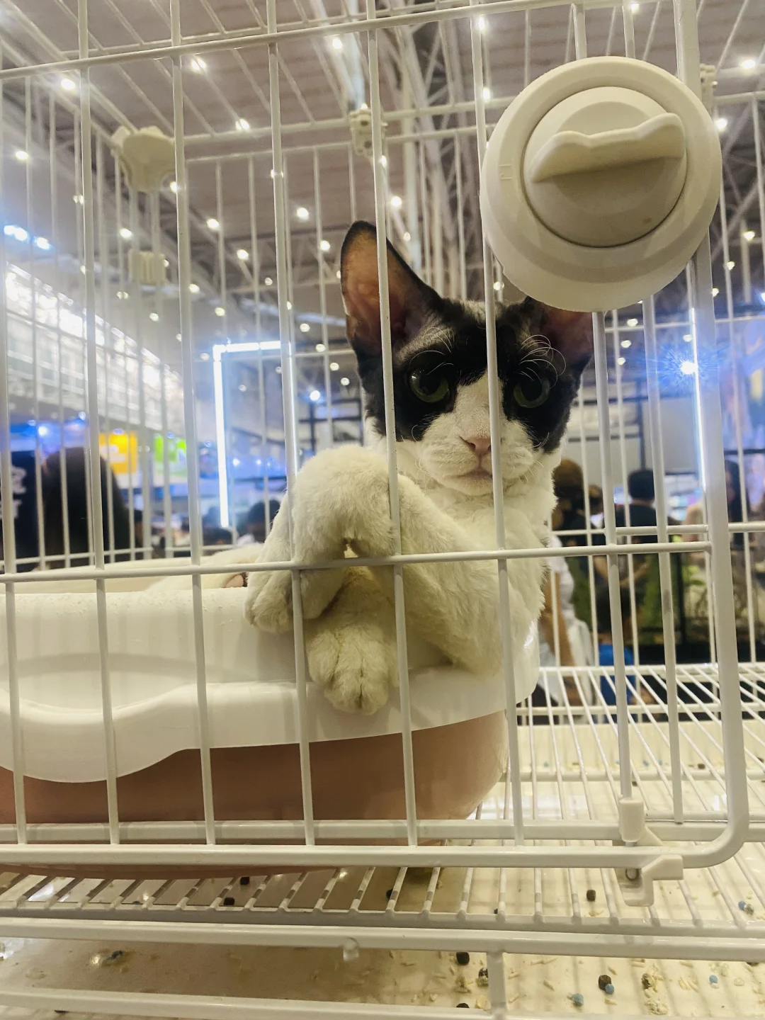 乌鲁木齐宠物博览会现场