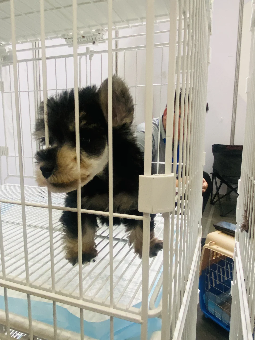 乌鲁木齐宠物博览会现场