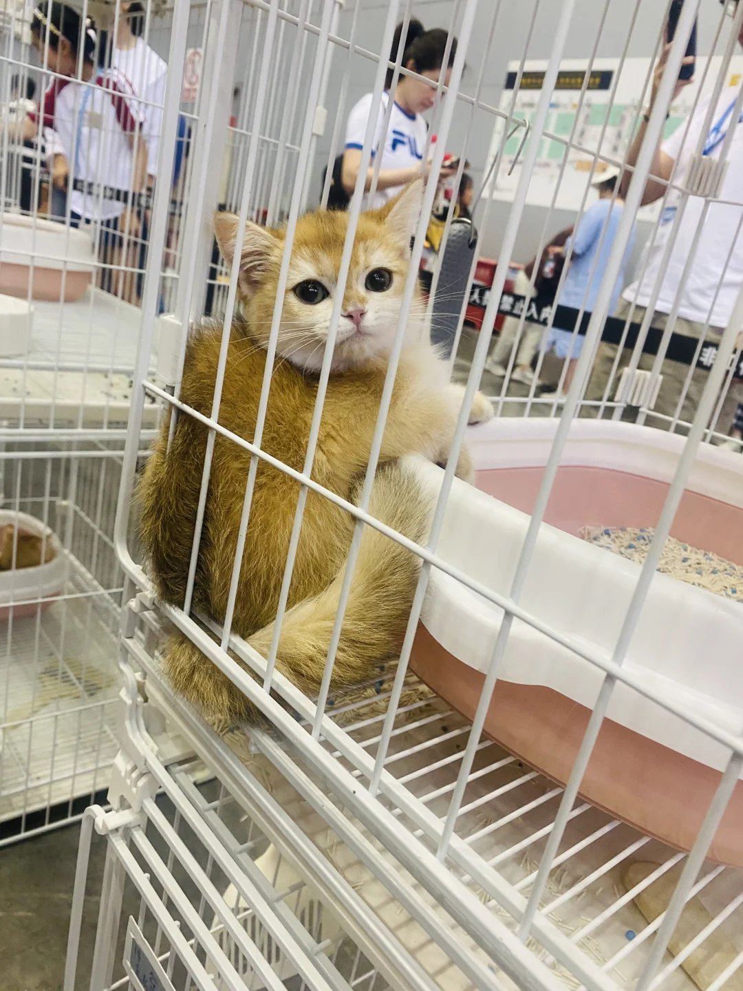 乌鲁木齐宠物博览会现场