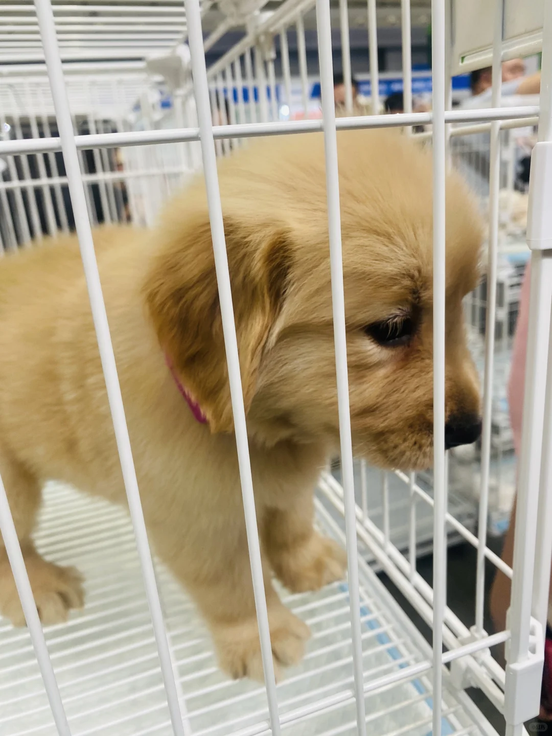 乌鲁木齐宠物博览会现场