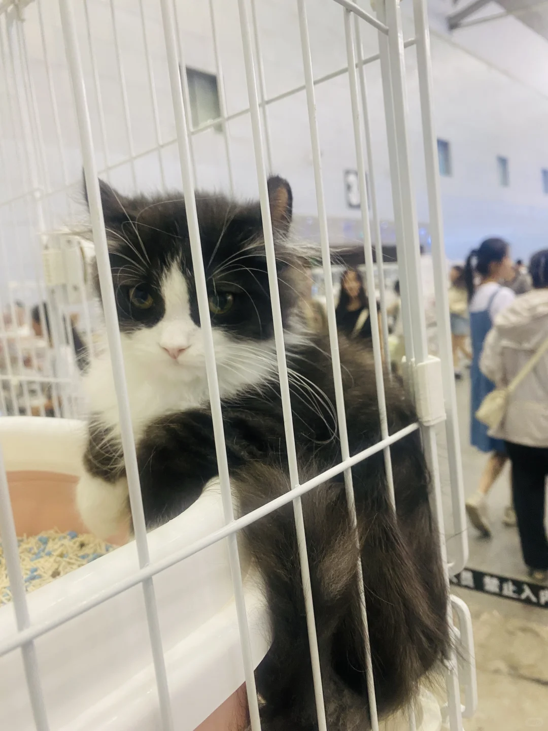 乌鲁木齐宠物博览会现场