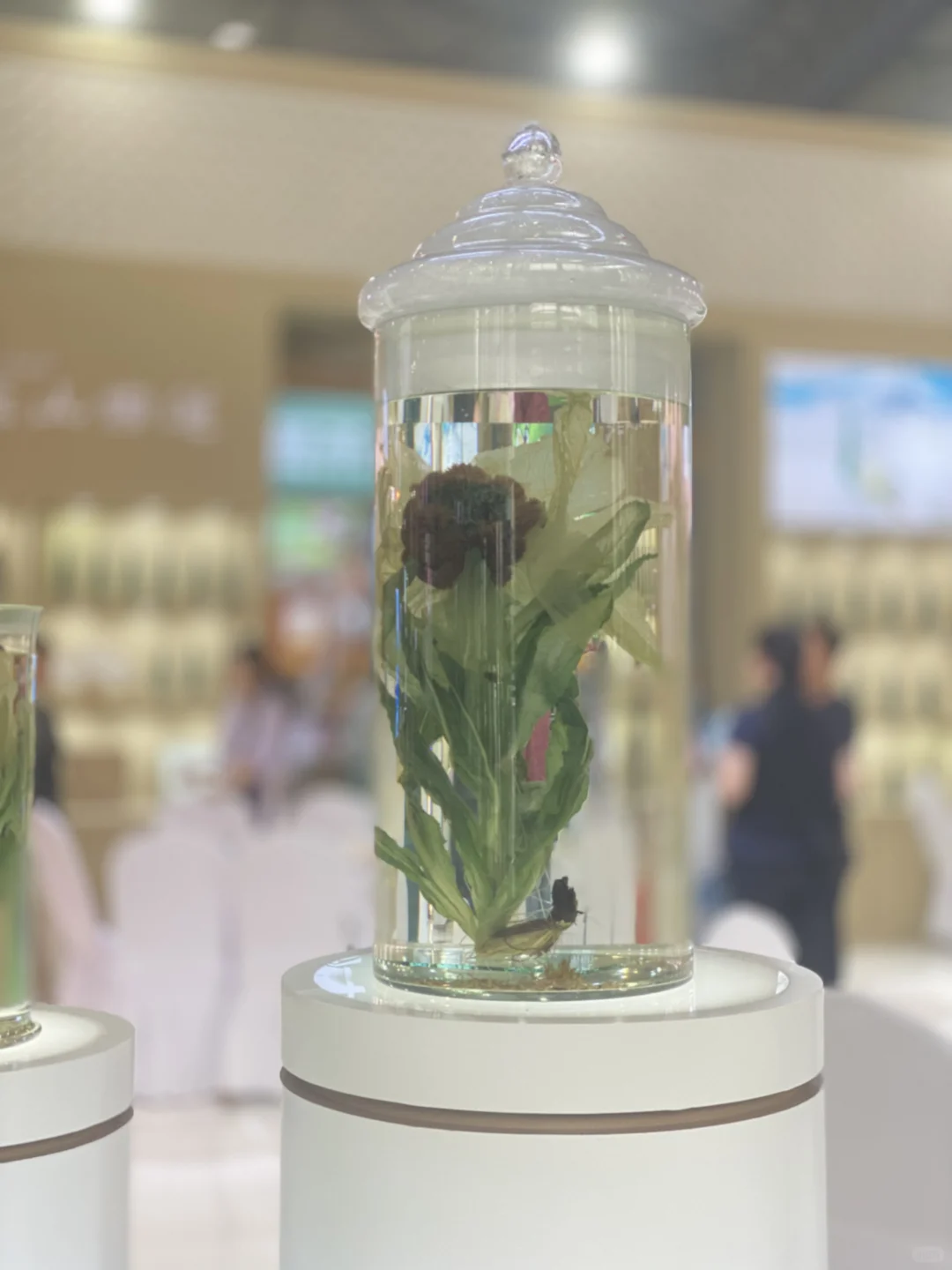 2025成都茶博会逛展攻略来啦~