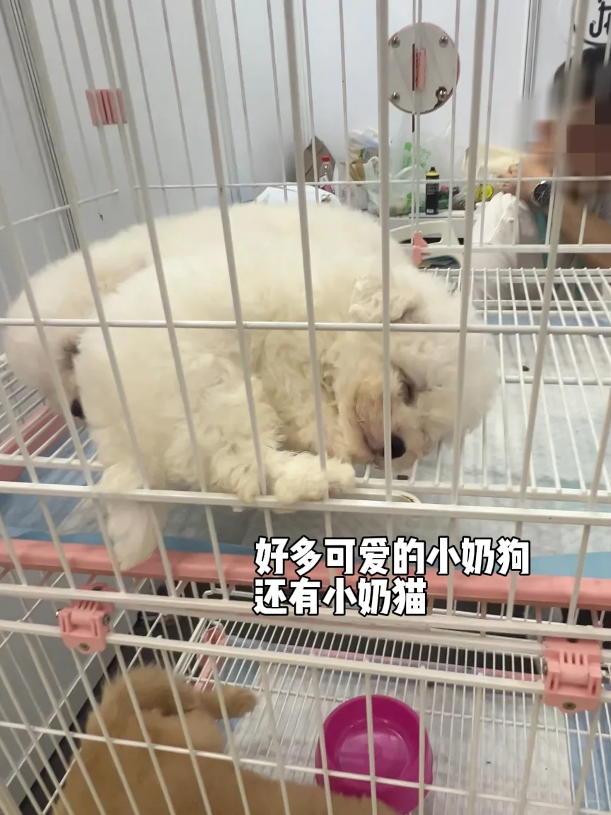 第13届深宠展半日游总结✅逛展必看‼️
