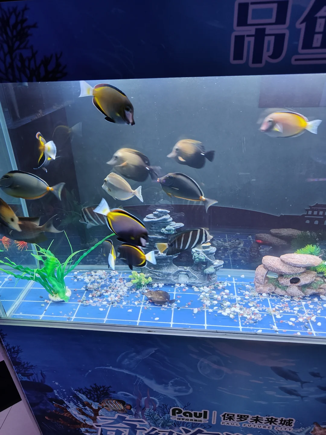 售楼部开放活动，海洋生物展