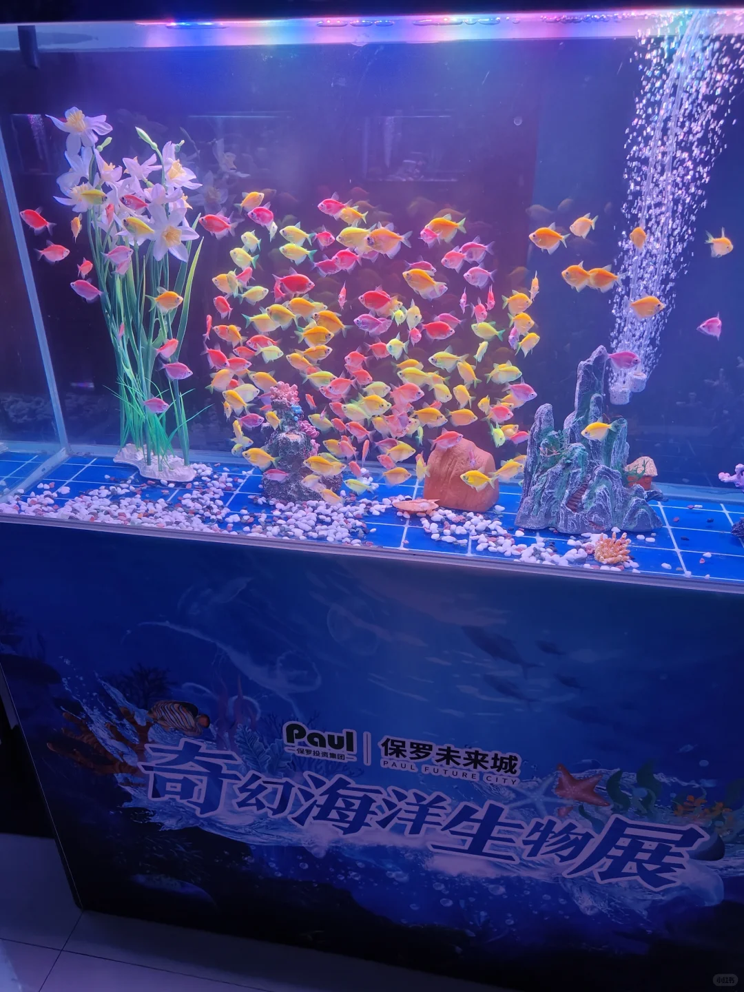 售楼部开放活动，海洋生物展