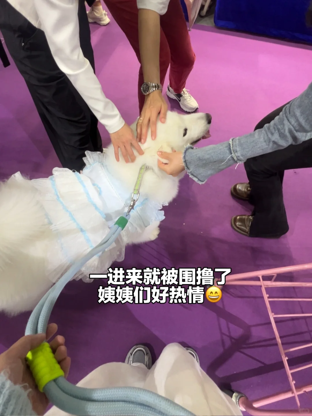 第13届深宠展半日游总结✅逛展必看‼️