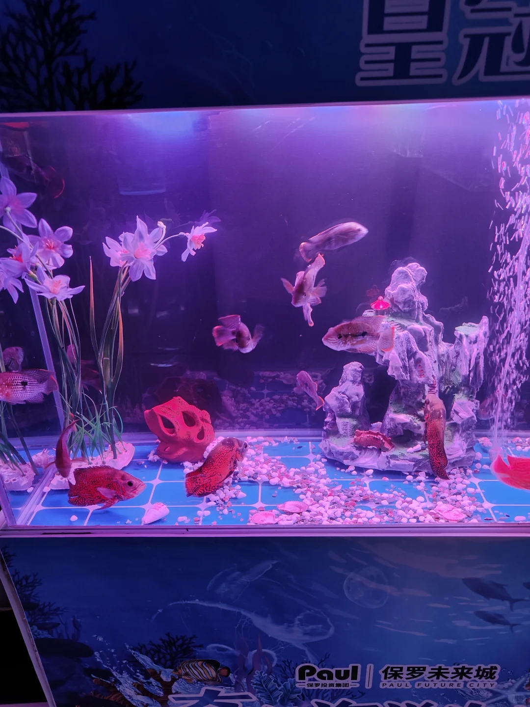 售楼部开放活动，海洋生物展