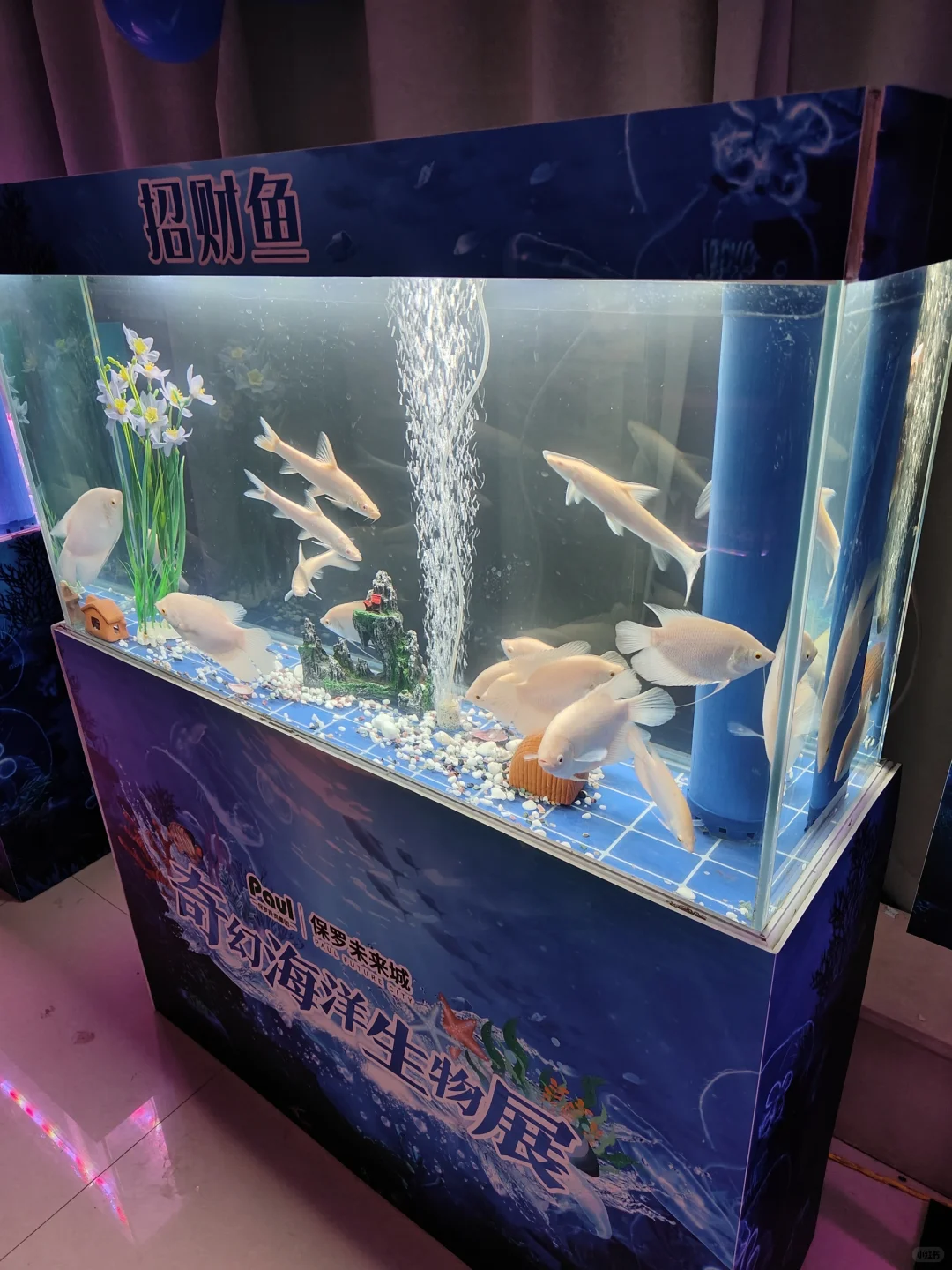 售楼部开放活动，海洋生物展
