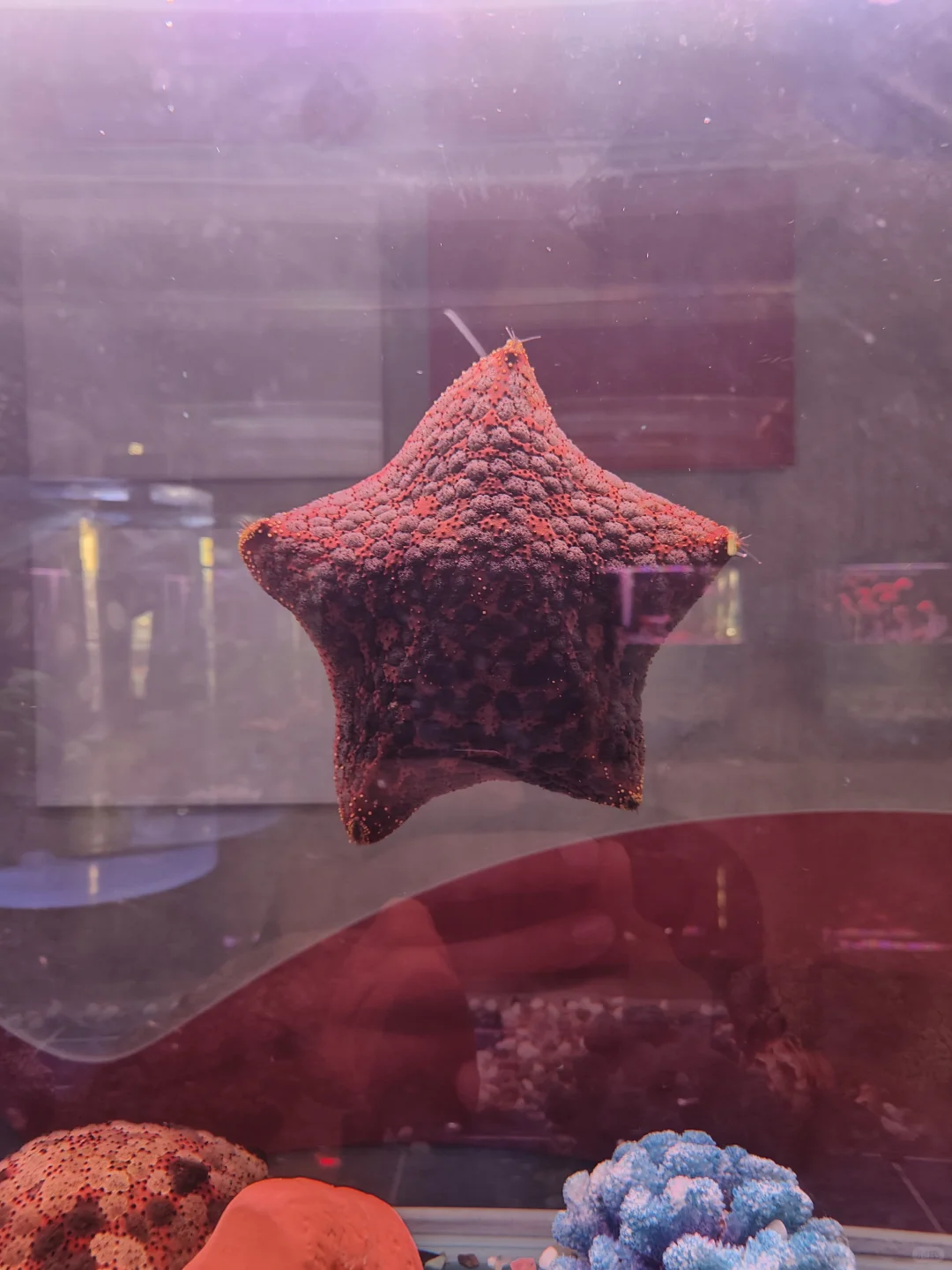 售楼部开放活动，海洋生物展