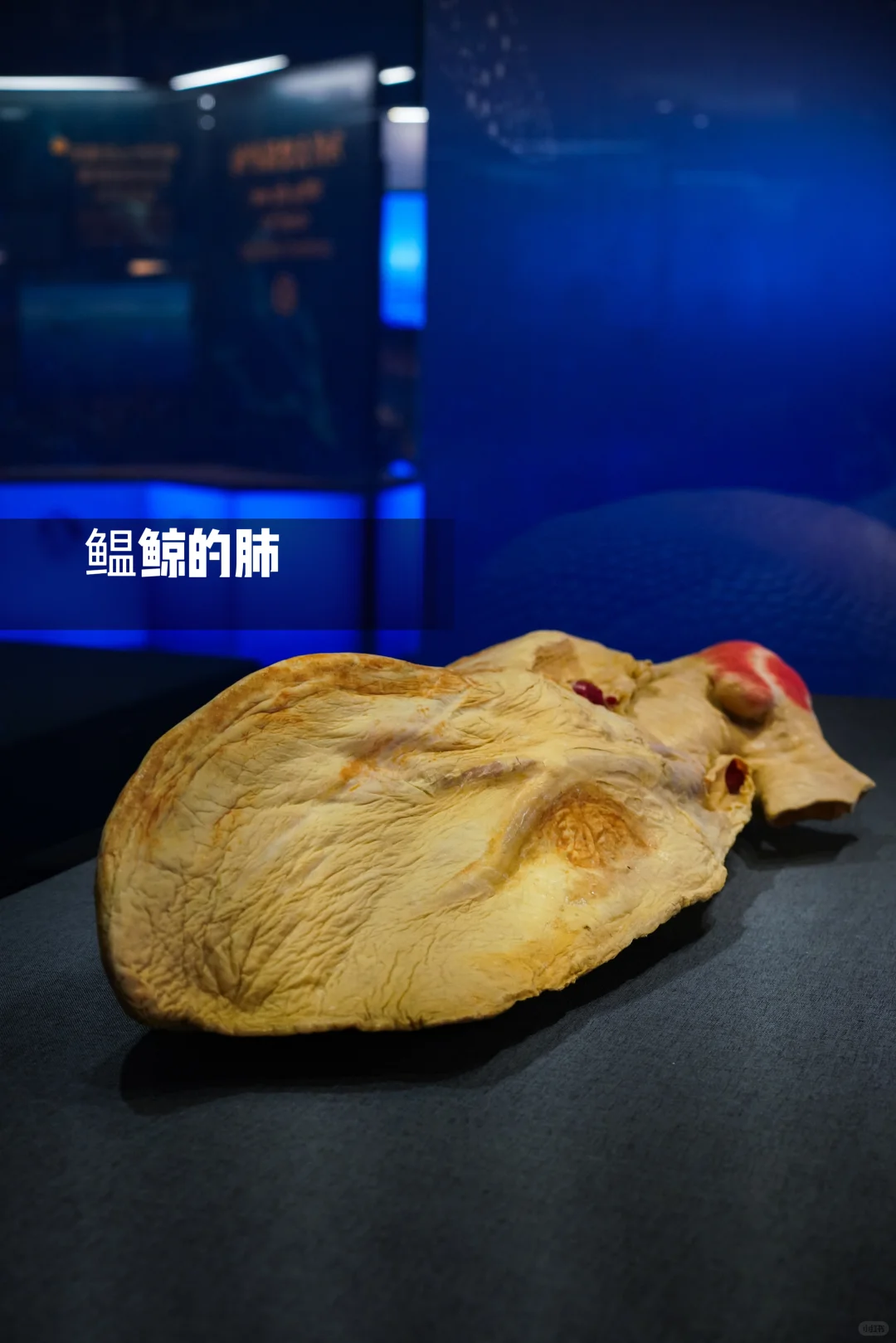 河北博物院童趣展|鲸奇世界