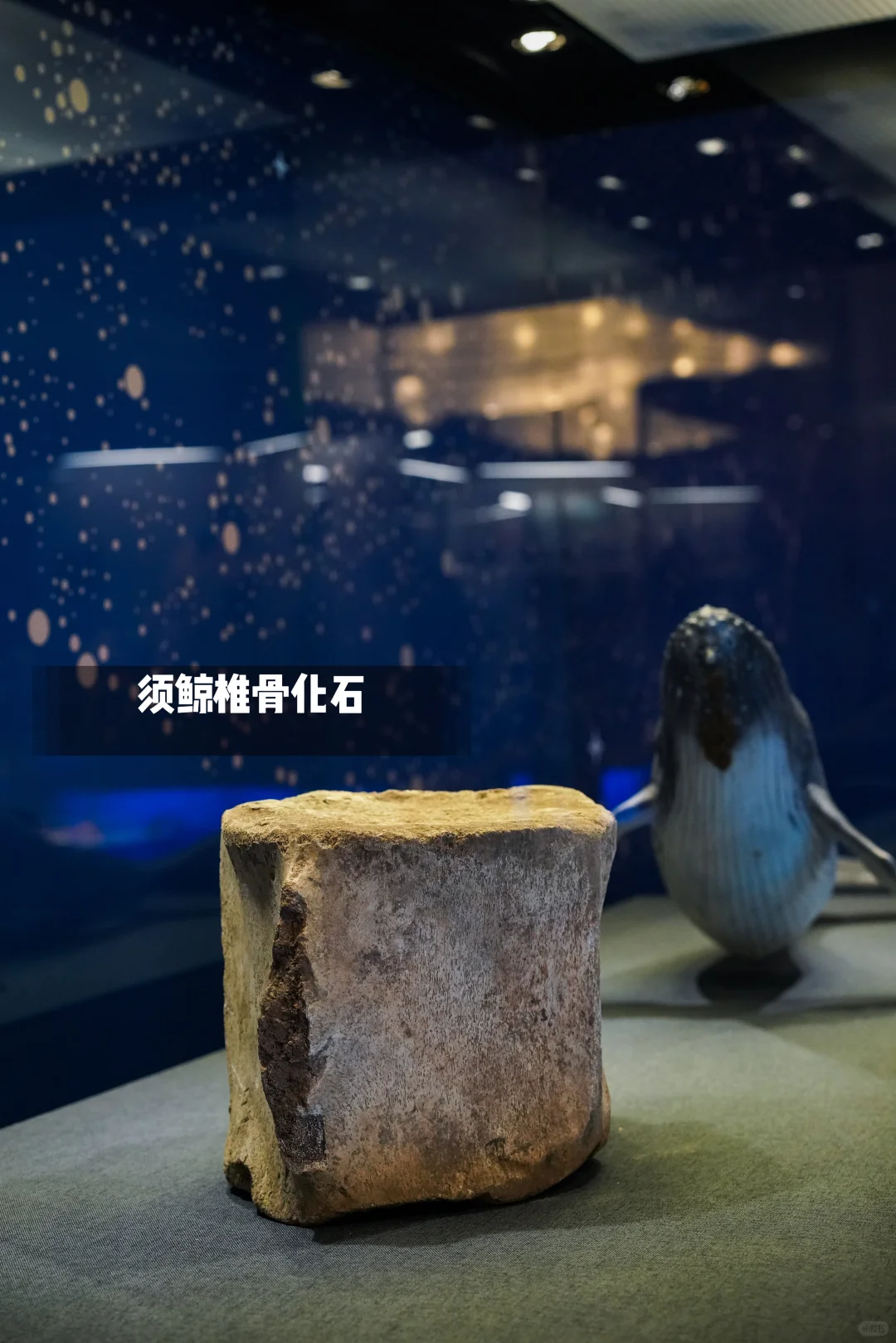 河北博物院童趣展|鲸奇世界