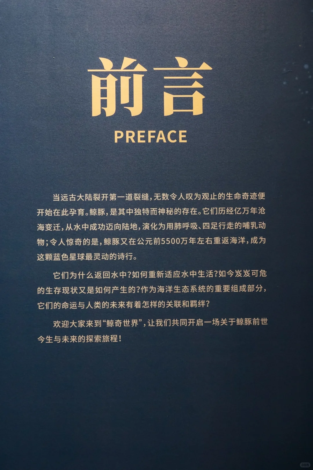 河北博物院童趣展|鲸奇世界