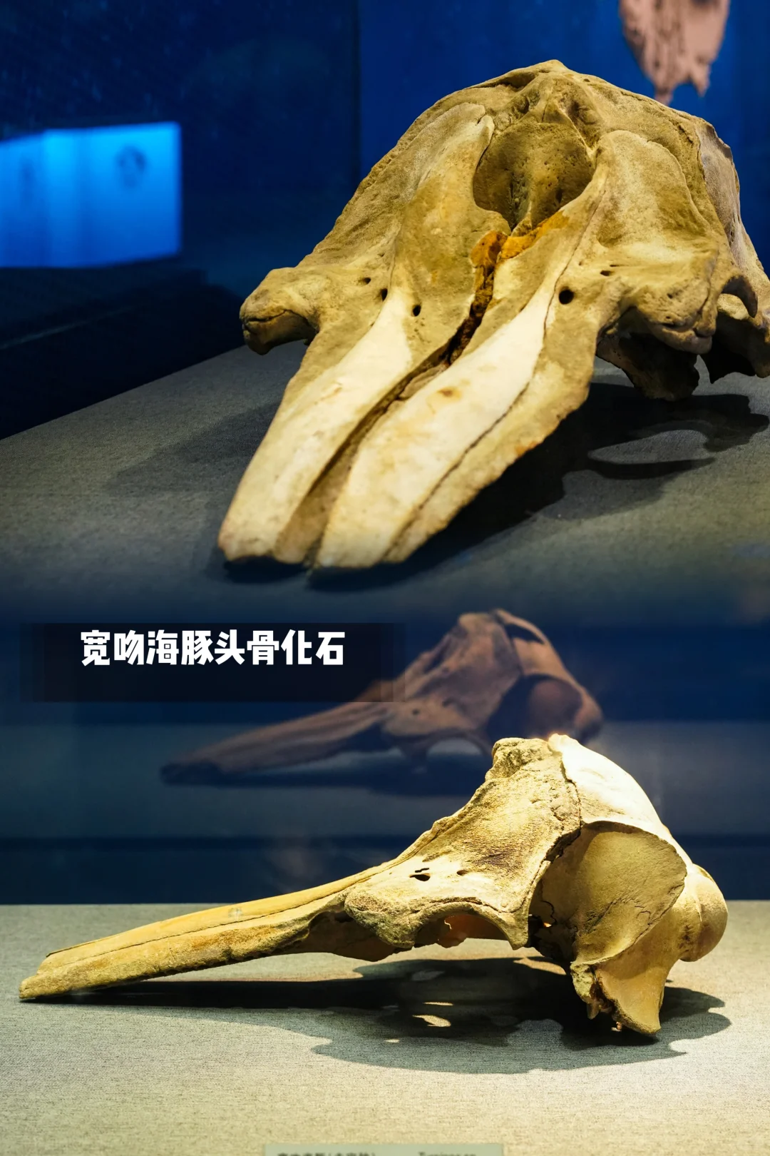 河北博物院童趣展|鲸奇世界