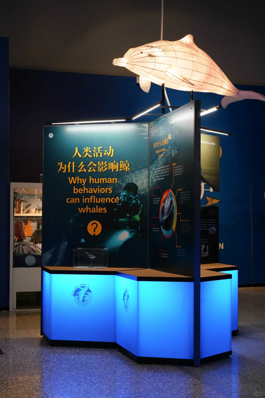 河北博物院童趣展|鲸奇世界