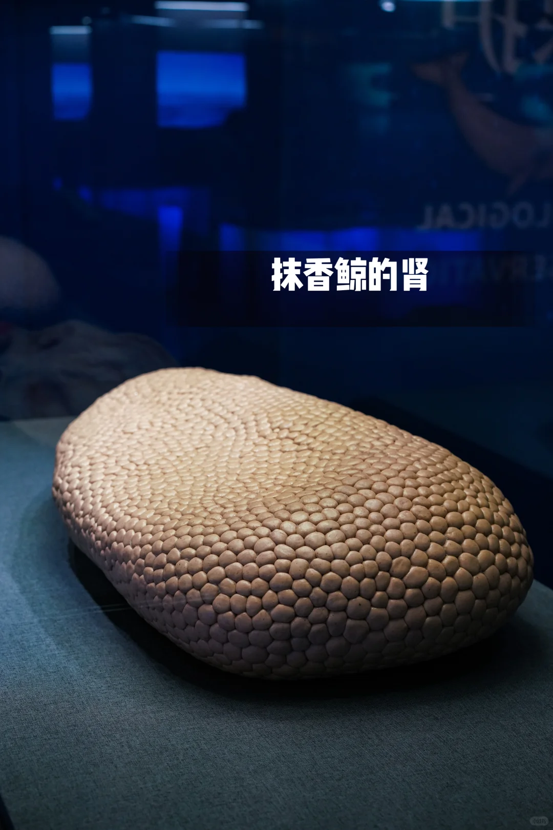 河北博物院童趣展|鲸奇世界