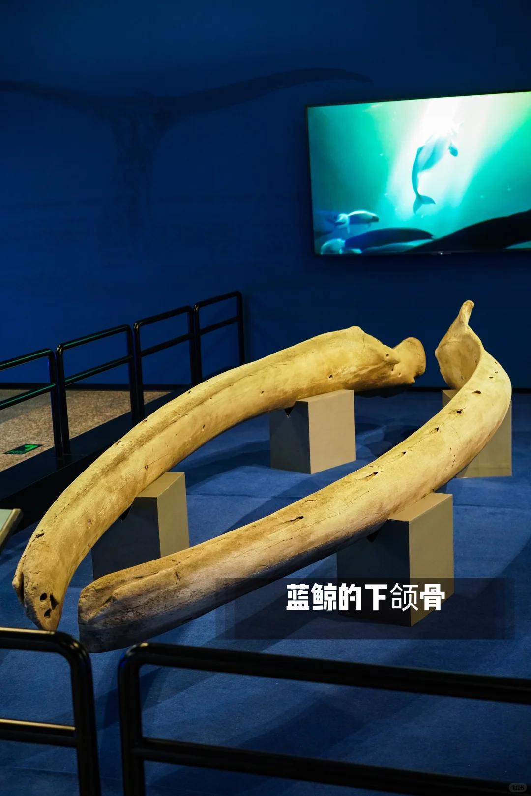 河北博物院童趣展|鲸奇世界