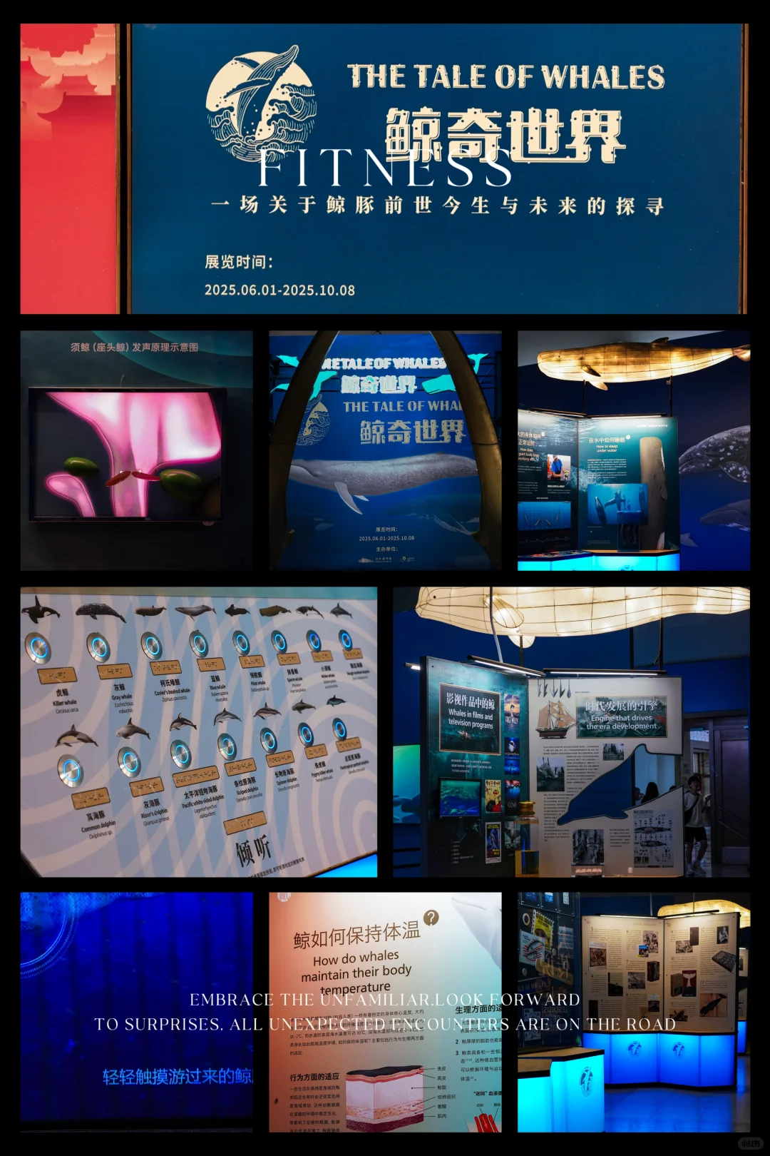 河北博物院童趣展|鲸奇世界