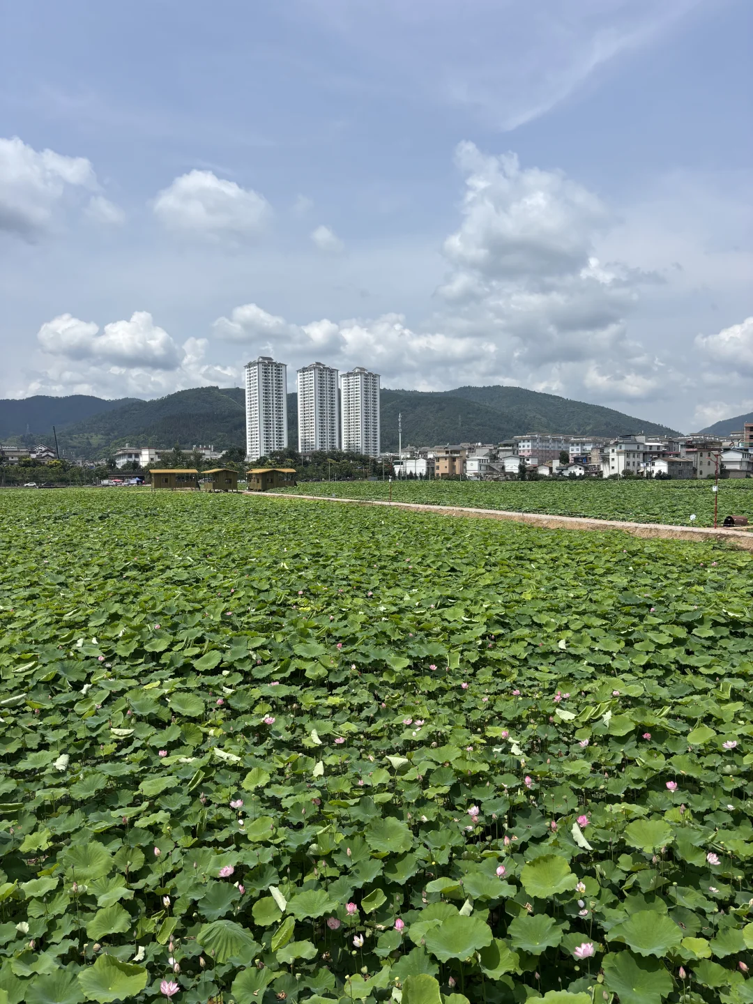 玉溪|峨山火把节活动地点全攻略(附导航)