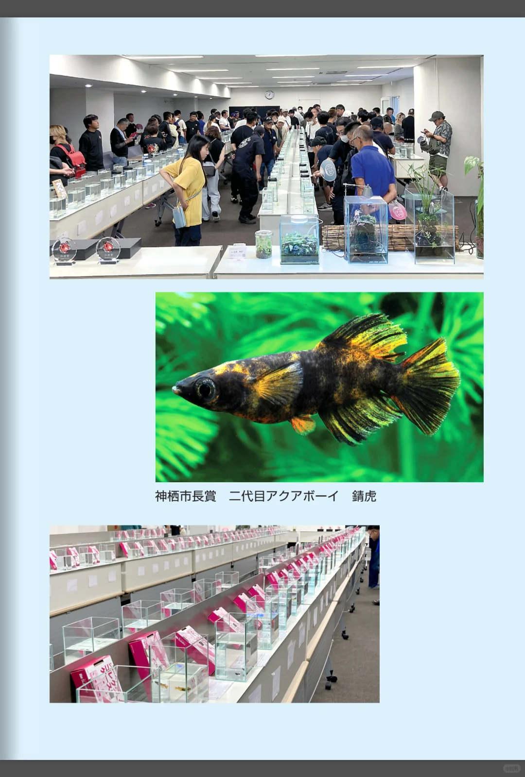 2024和墨血统展览会