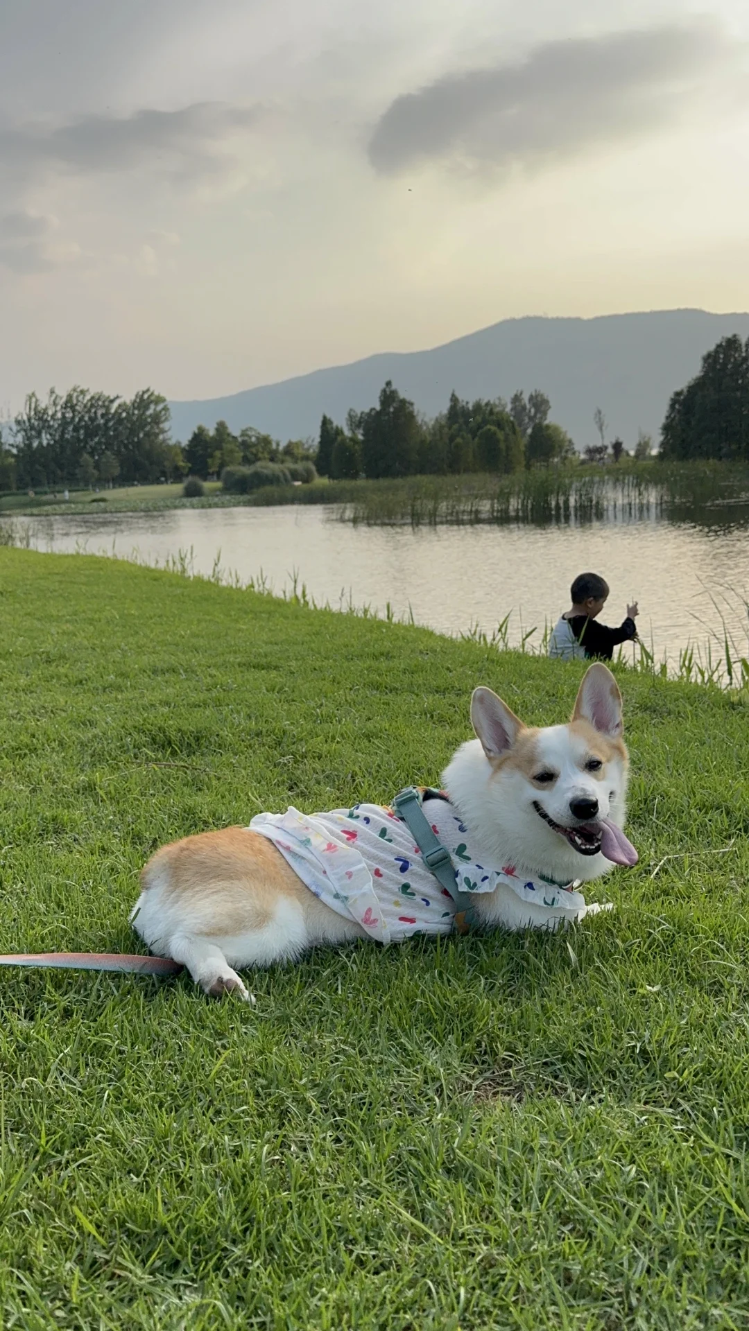 小狗的快乐从宠物博览会开始
