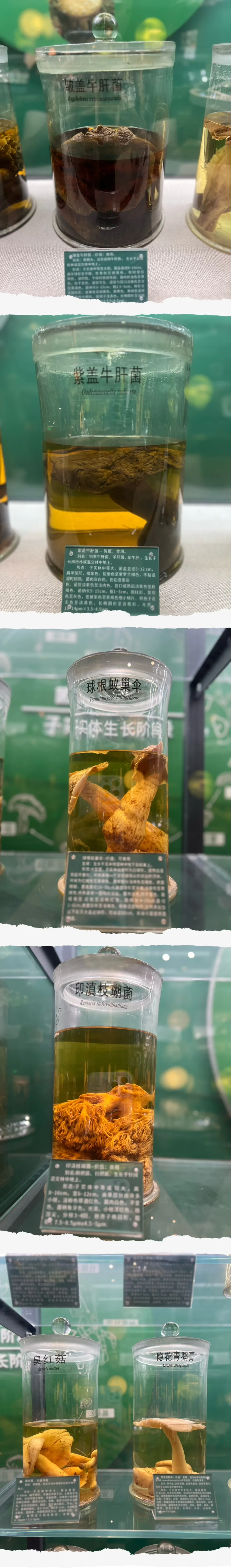 走进易门野生菌博物馆